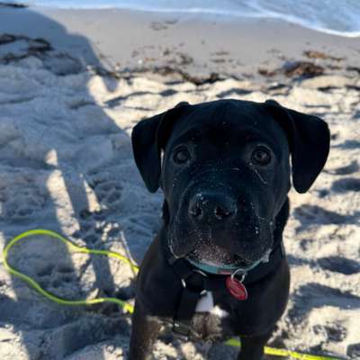 Hundetreffen-Social Walk-Bild