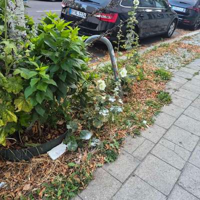 Giftköder-weißes Pulver im Beet-Bild