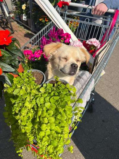 27. Collagen Challenge - Dein Hund mit Blume(n)-Beitrag-Bild