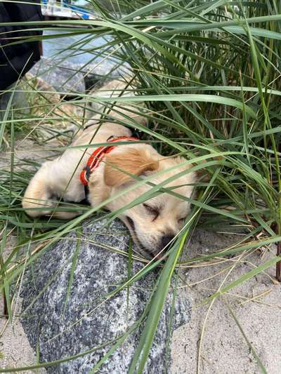 27. Collagen Challenge - Dein Hund mit Blume(n)-Beitrag-Bild