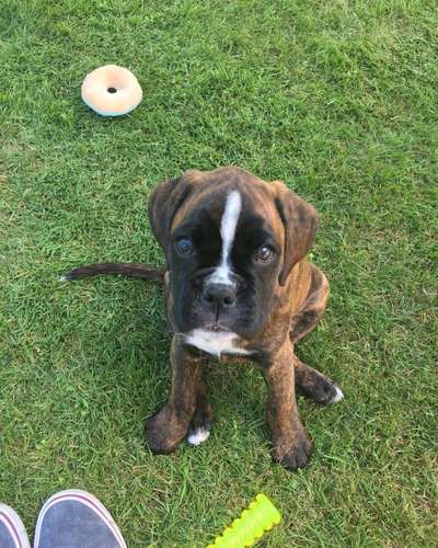 Welpen Bilder !-Beitrag-Bild