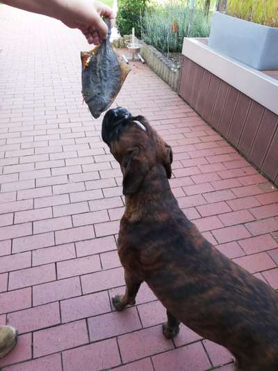 Boxer ???-Beitrag-Bild