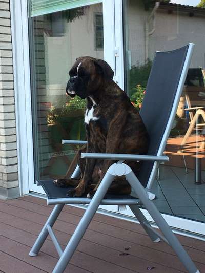 Boxer ???-Beitrag-Bild