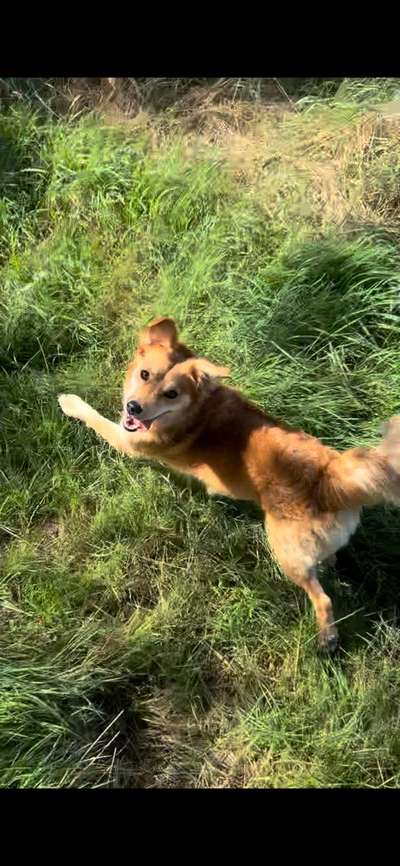 Hundetreffen-Gassirunde, Spielerunde, etc.-Bild