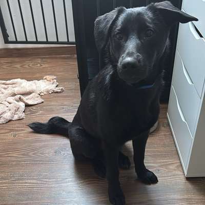 Hundetreffen-Begegnungstraining-Bild