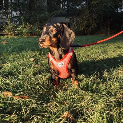 Gewicht/Dackel-Beitrag-Bild