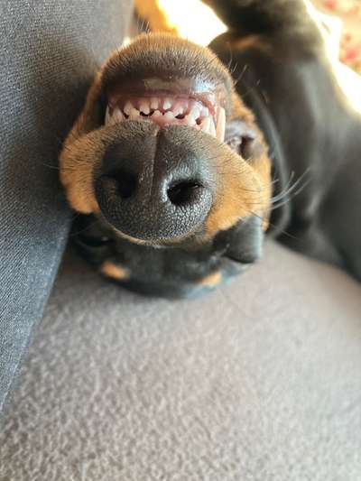 Die Dogorama Wochen Challenge-Beitrag-Bild