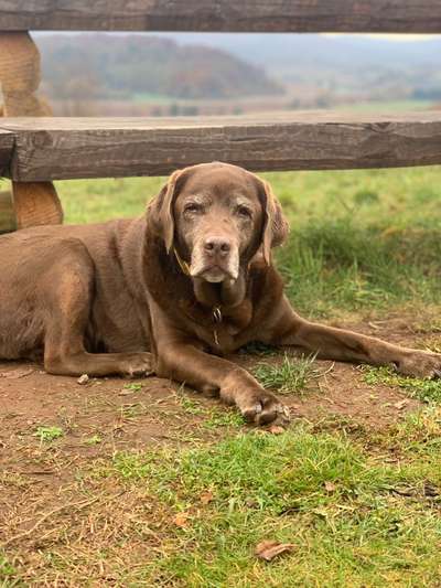 Fotochallenge Nr. 56 - geliebte Senioren-Beitrag-Bild