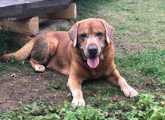 Fotochallenge Nr. 56 - geliebte Senioren-Beitrag-Bild