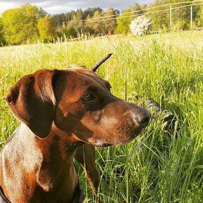 Hundetreffen-Badetreff am See-Bild