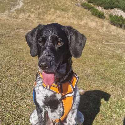 Mischlinge raten - Rätselspaß-Beitrag-Bild