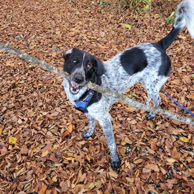 Fotochallenge Nr 55  -  Hund im November--Beitrag-Bild