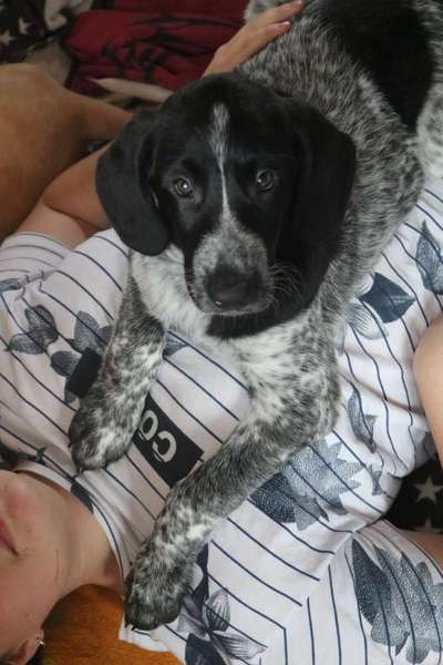 Welpen Bilder !-Beitrag-Bild