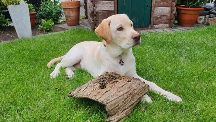 Hundetreffen-Waldspaziergang / Spielrunde-Bild