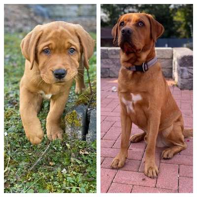 Welpenfotos-Beitrag-Bild