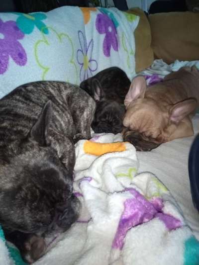 Französische Bulldoggen-Beitrag-Bild