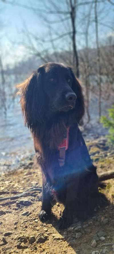 Unsere Fellnasen-Vielfalt im Überblick!-Beitrag-Bild