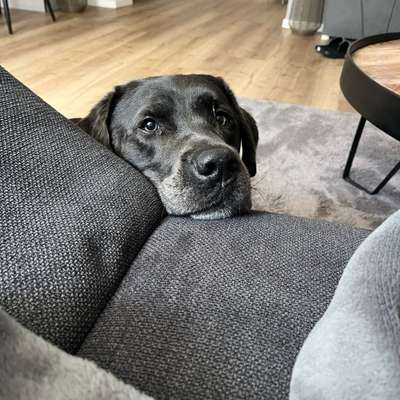 Hundetreffen-Spiel und spazier treffen-Bild