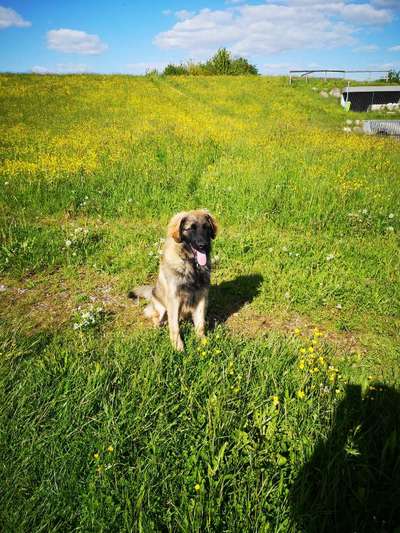 Herdenschutzhund-Beitrag-Bild