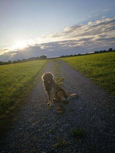 Die Dogorama Wochen Challenge-Beitrag-Bild