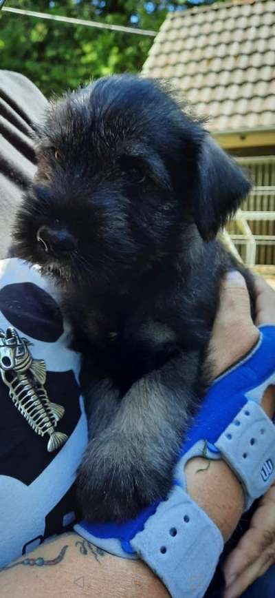 Welpen Bilder !-Beitrag-Bild