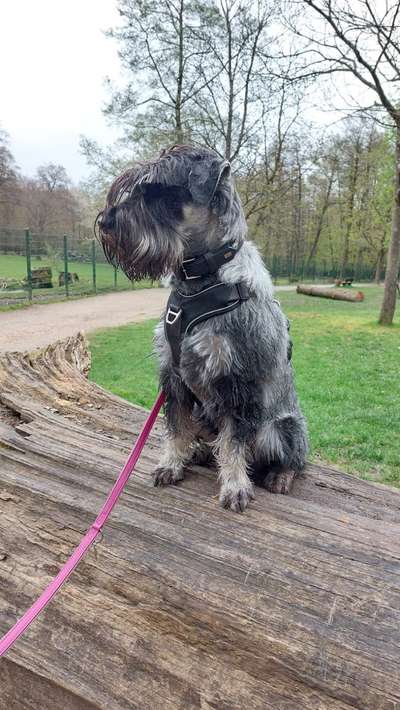 Wie sitzt mein Geschirr?-Beitrag-Bild