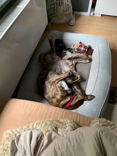 Die Dogorama Wochen Challenge-Beitrag-Bild