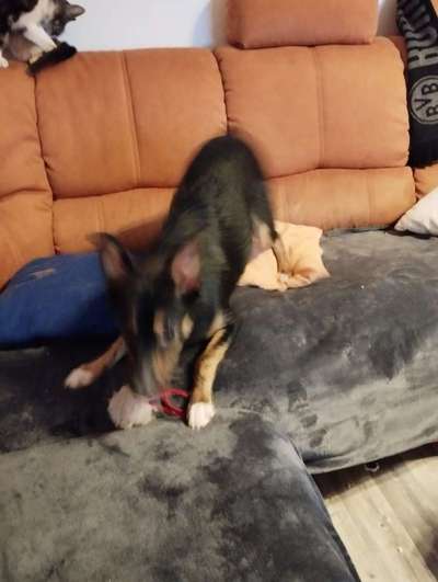 Hundetreffen-Gassi runde und Austausch mit welben-Bild