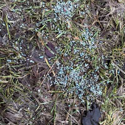 Giftköder-Giftköder-Bild