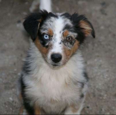 Dogorama Photo Challenge - Hundeblick zum hinschmelzen-Beitrag-Bild