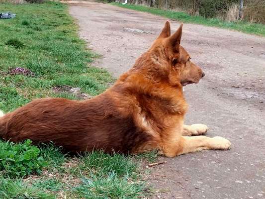 Alles rund um den Schäferhund, diskutieren erwünscht.-Beitrag-Bild