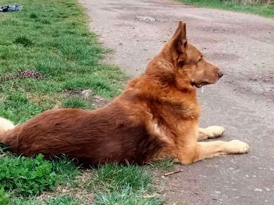 Alles rund um den Schäferhund, diskutieren erwünscht.-Beitrag-Bild