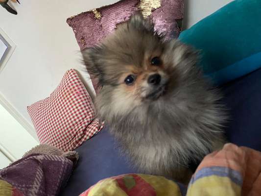 Pomeranian-Beitrag-Bild