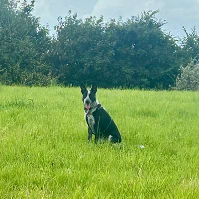 Hundetreffen-Spieltreffen und Gassi gehen-Bild