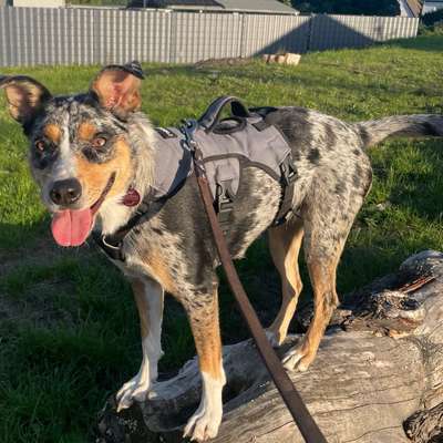 Hundetreffen-Gassirunde zum üben-Bild