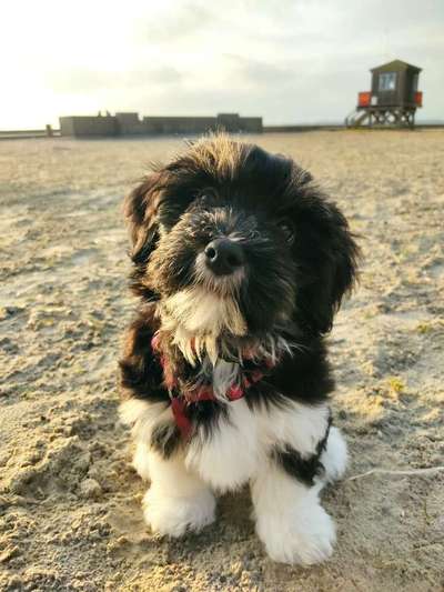 Welpen Bilder !-Beitrag-Bild