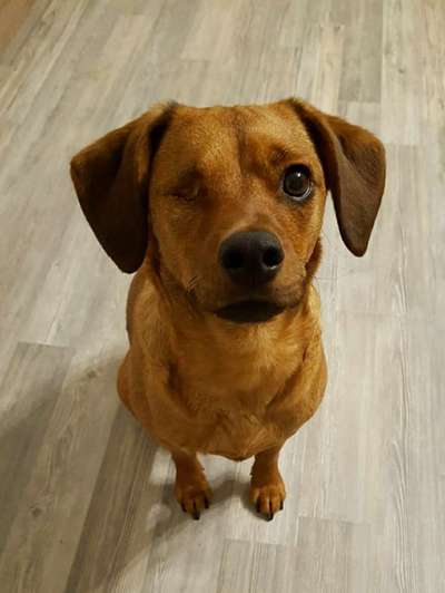 Dogorama Photo Challenge - Hundeblick zum hinschmelzen-Beitrag-Bild