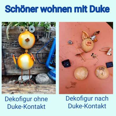 Hunde Memes-Beitrag-Bild