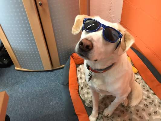 Fotochallange nr. 106
Der geschmückte Hund.-Beitrag-Bild