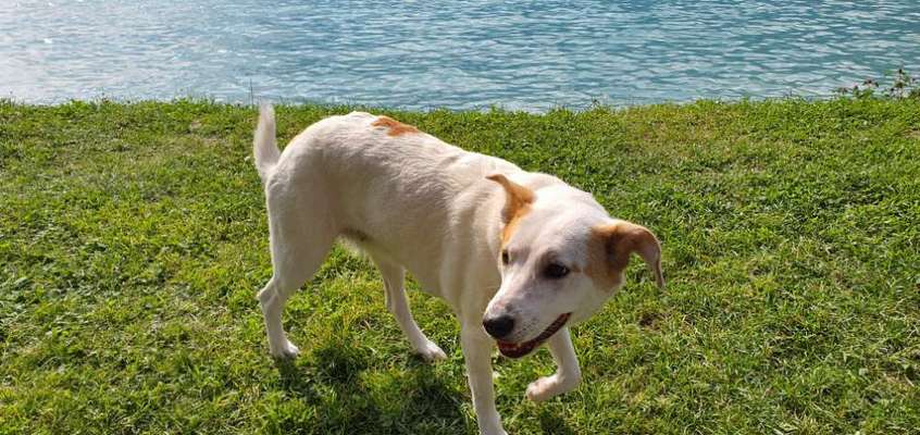 Hundetreffen-Gassirunde am Rhein-Bild