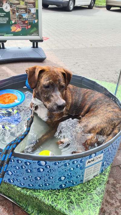 Dogorama-Monats-Challenge-Mai "Wasser"-Beitrag-Bild