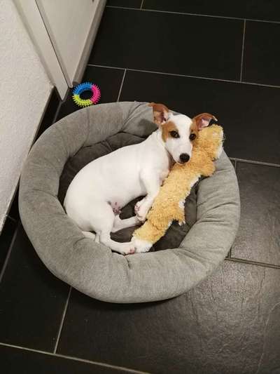 Wo sind die Jack und Parson Russell Terrier?-Beitrag-Bild