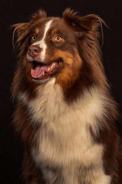 Wo sind die Aussies??-Beitrag-Bild