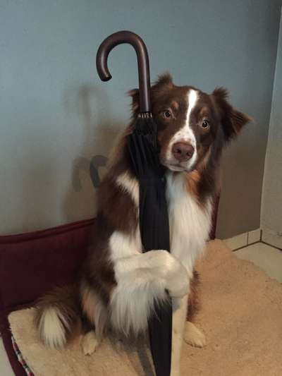 Foto's und Hundemodels-Beitrag-Bild