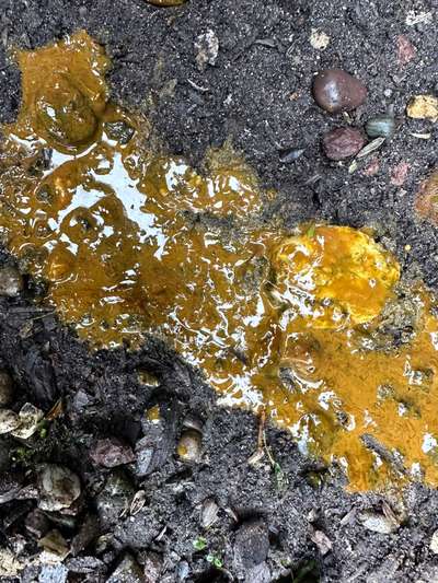 Durchfall beim Hund-Beitrag-Bild