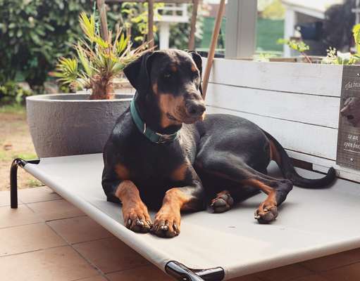 dobermann-Beitrag-Bild