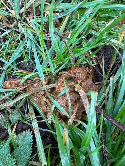 Durchfall beim Hund-Beitrag-Bild