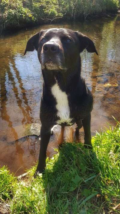 Dogorama-Monats-Challenge-Mai "Wasser"-Beitrag-Bild