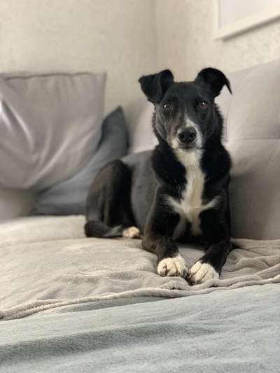 Podencomischling oder Podenco-Beitrag-Bild