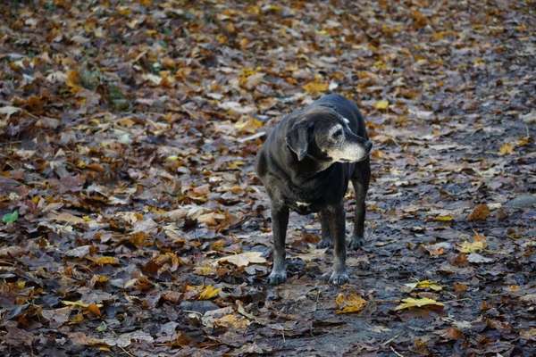 Fotochallenge Nr. 56 - geliebte Senioren-Beitrag-Bild